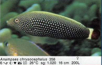 Anampses chrysocephalus
